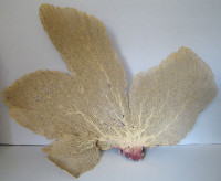 Gorgonia flabellum Linnaeus, 1758 (Gorgonie vějířovitá)